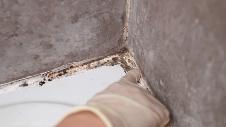  Governors Clu, NC Mold Removal Pros